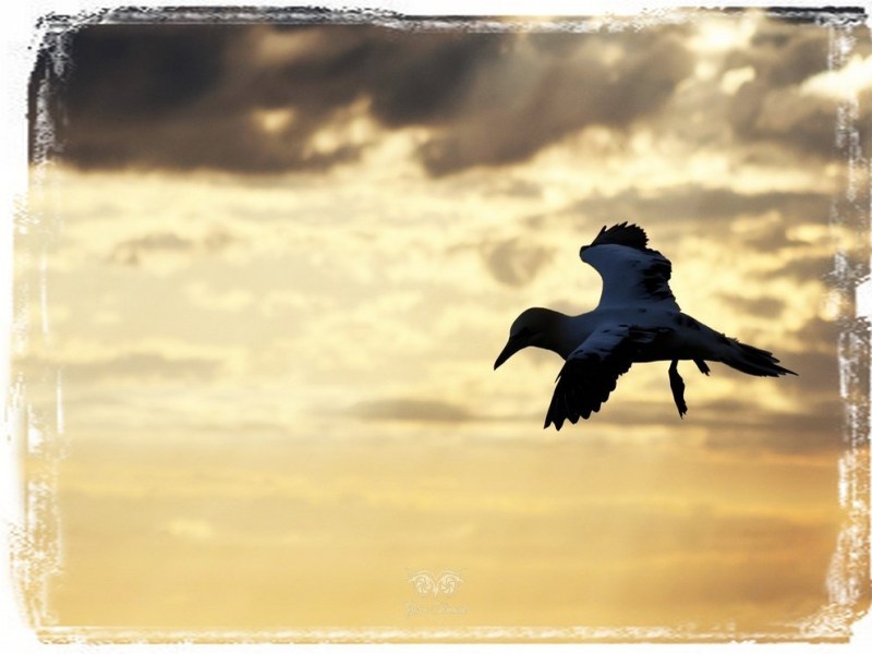 2024.04 – Na klifach&nbsp;Helgolandu