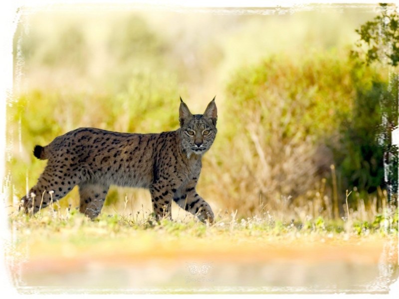 2024.12 – Ryś iberyjski i&nbsp;przyjaciele