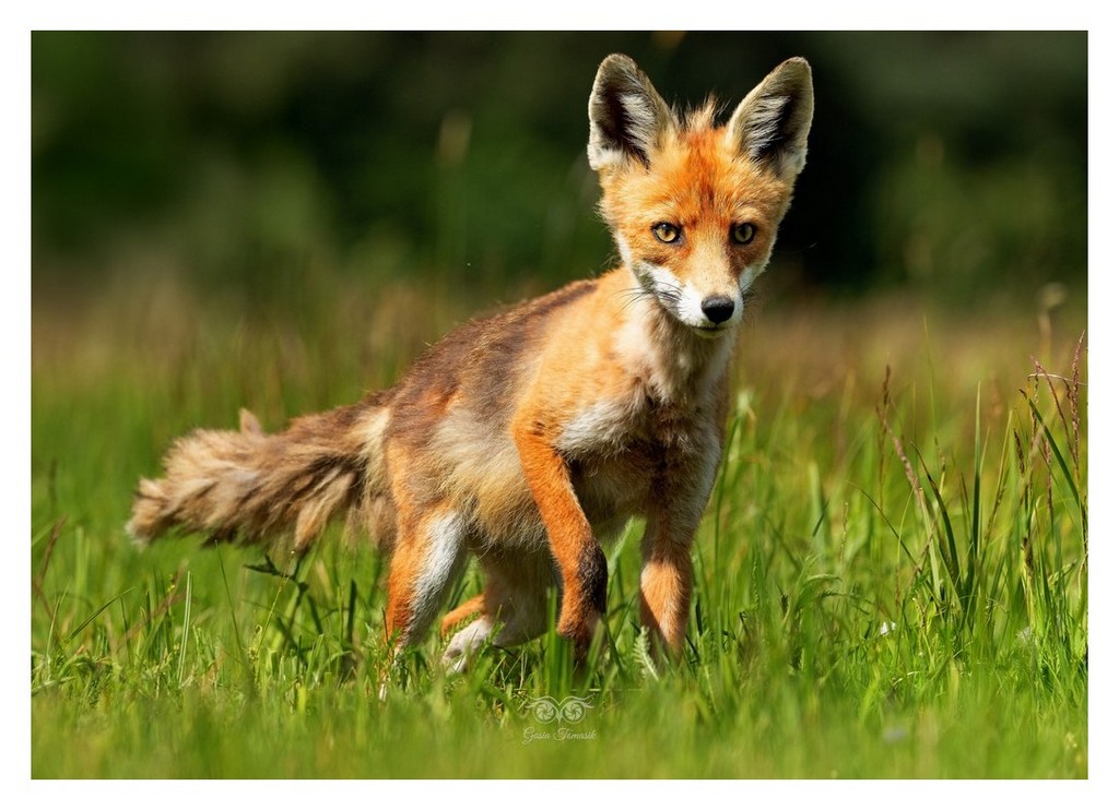 Lis rudy , lis pospolity (Vulpes vulpes)