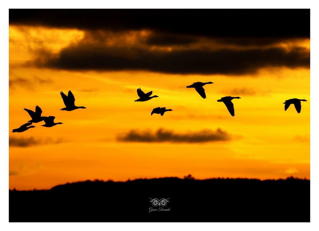 Gęgawa, gęś gęgawa (Anser anser)