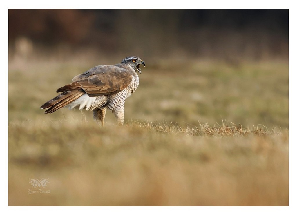 Jastrząb zwyczajny, jastrząb gołębiarz, kastruba (Astur gentilis)
2025.11 Hiszpania