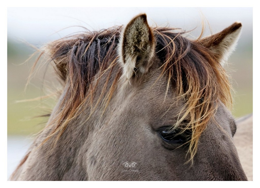 Konik polski (również: Konik biłgorajski)