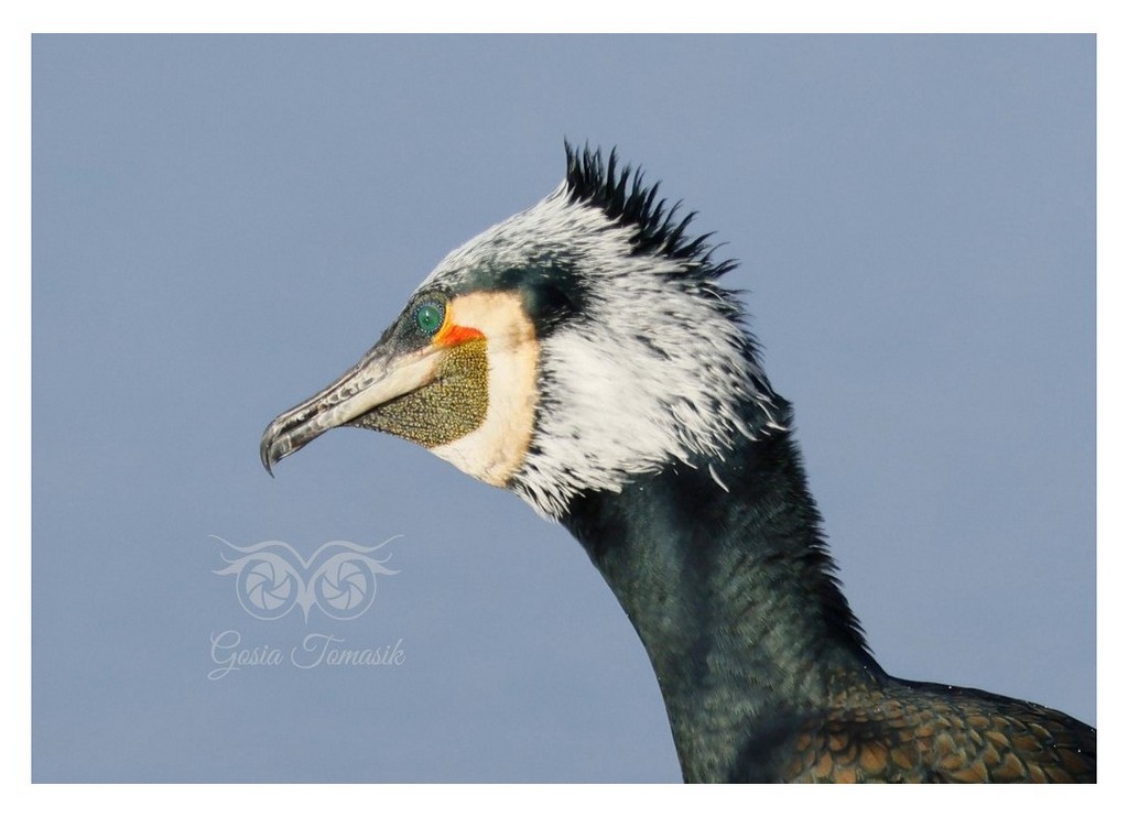 Kormoran (zwyczajny), kormoran czarny (Phalacrocorax carbo)