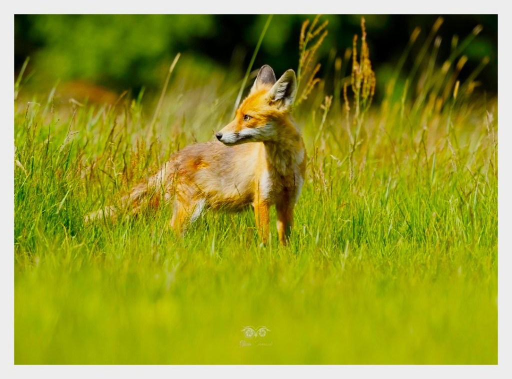 Lis rudy , lis pospolity (Vulpes vulpes)