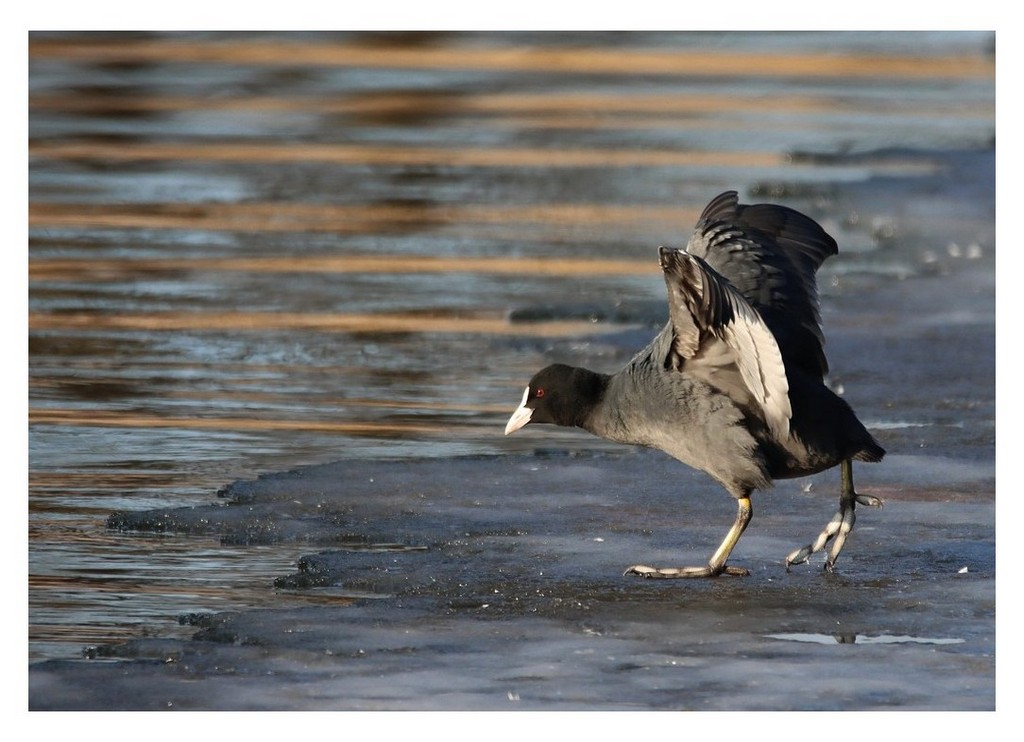Kwokacz, brodziec kwokacz (Tringa nebularia) 