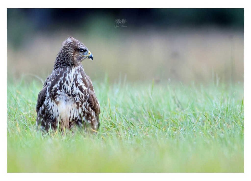 Myszołów (zwyczajny) (Buteo buteo)
2025.11 Hiszpania