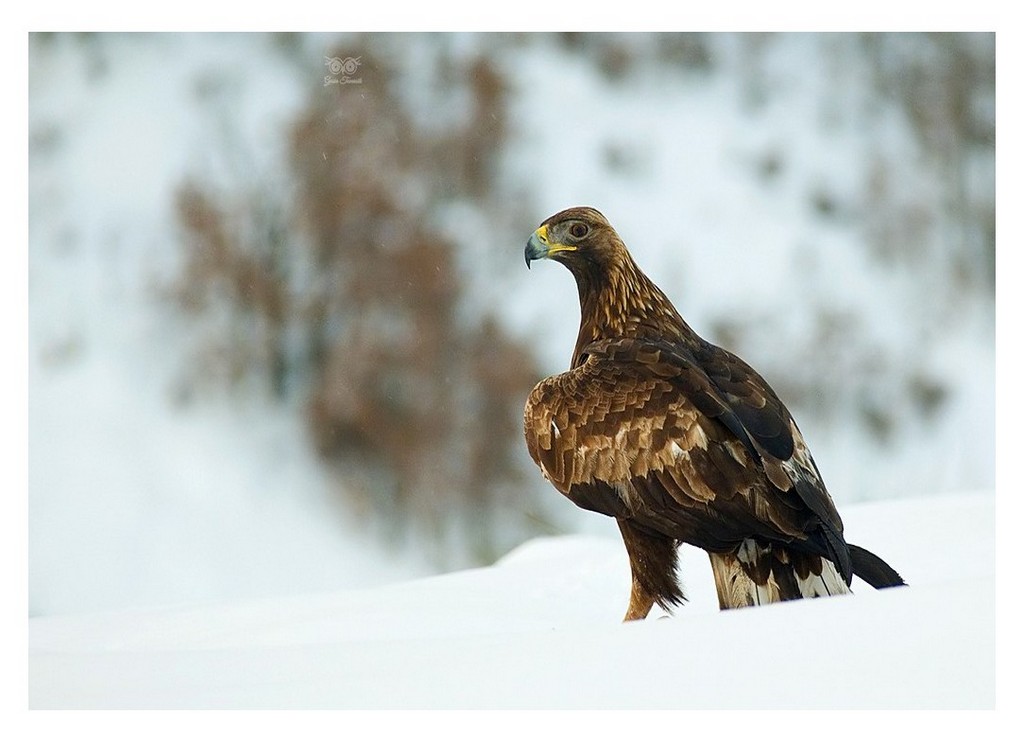 Orzeł przedni, (Aquila chrysaetos) 
2024.12 Hiszpania