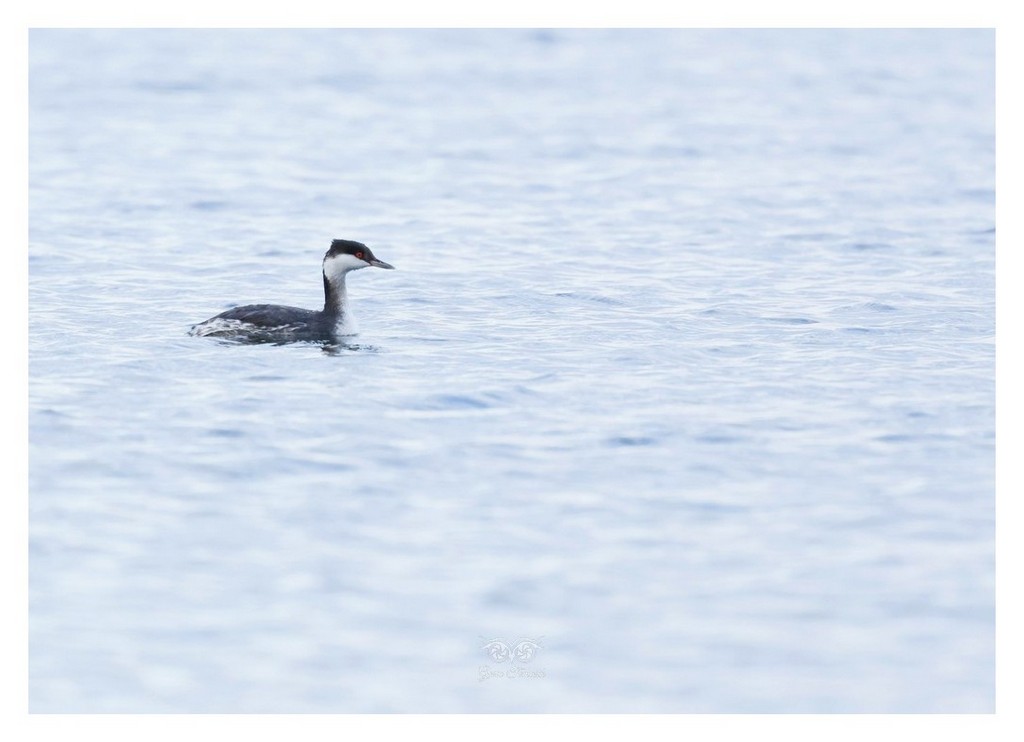 Perkoz rogaty (Podiceps auritus) 