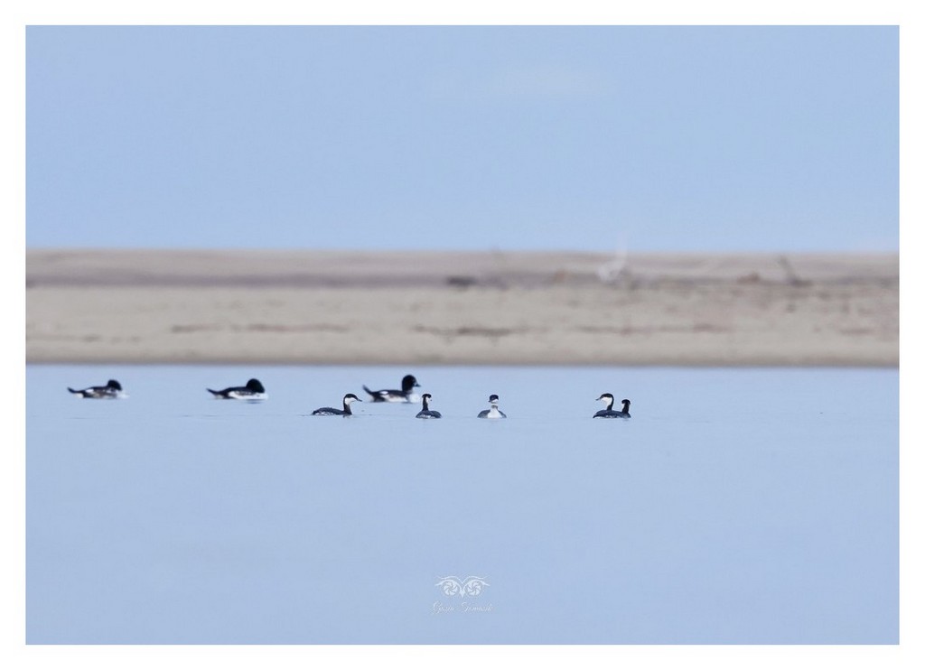 Perkoz rogaty (Podiceps auritus) 