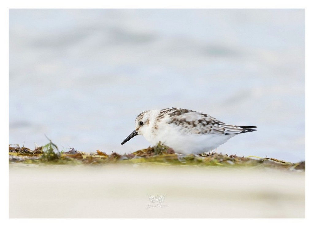 Piaskowiec (Calidris alba)