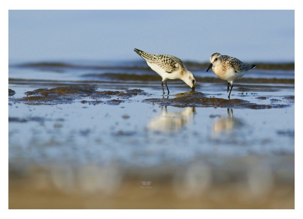 Piaskowiec (Calidris alba)