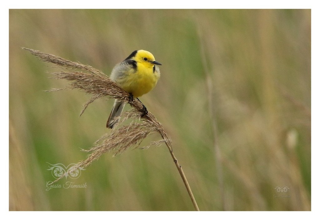 Pliszka cytrynowa (Motacilla citreola) 