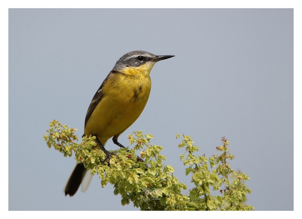 Pliszka żółta, wolarka (Motacilla flava)
