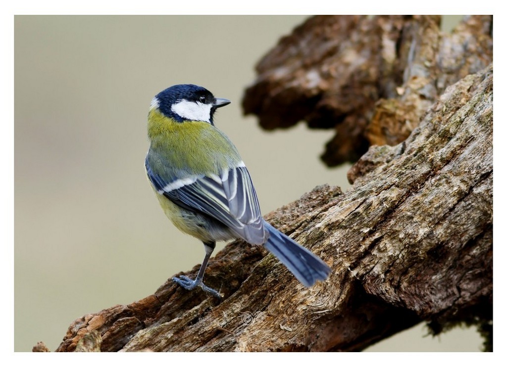 Bogatka (zwyczajna), sikora bogatka (Parus major)
2025.11 Hiszpania