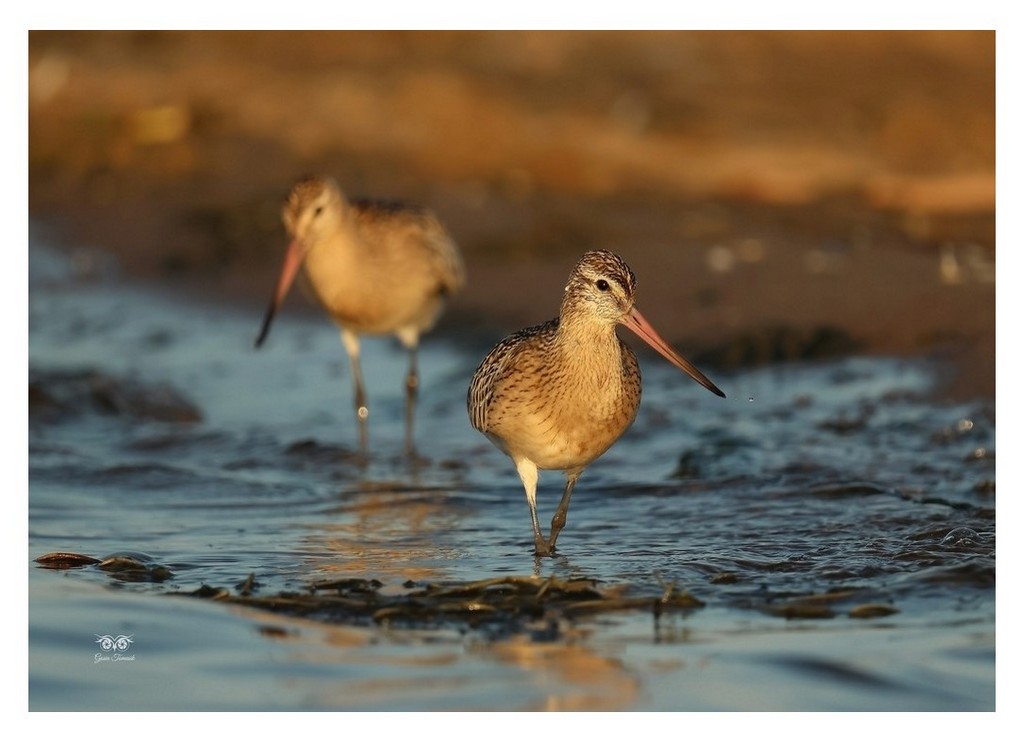 Szlamnik (zwyczajny), szlamnik rdzawy, szlamik (Limosa lapponica)