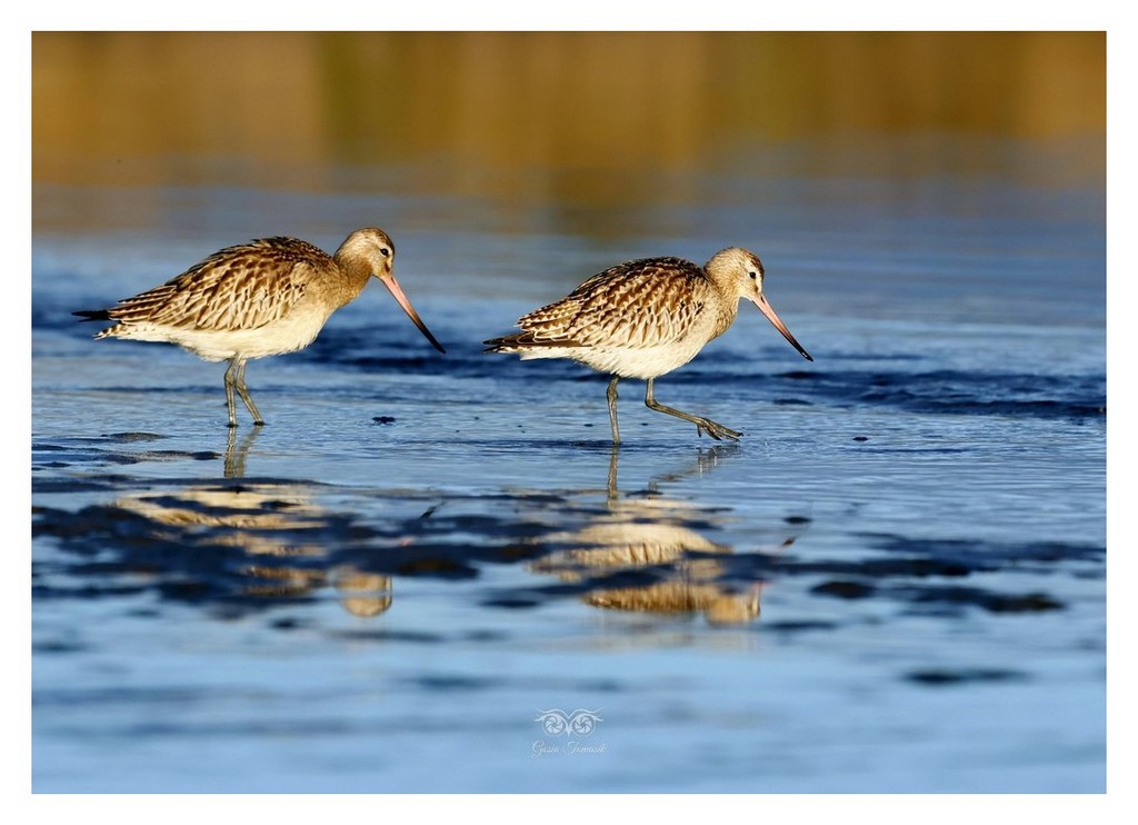 Szlamnik (zwyczajny), szlamnik rdzawy, szlamik (Limosa lapponica)