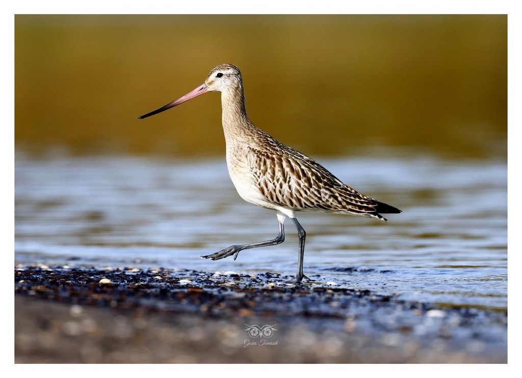 Szlamnik (zwyczajny), szlamnik rdzawy, szlamik (Limosa lapponica)