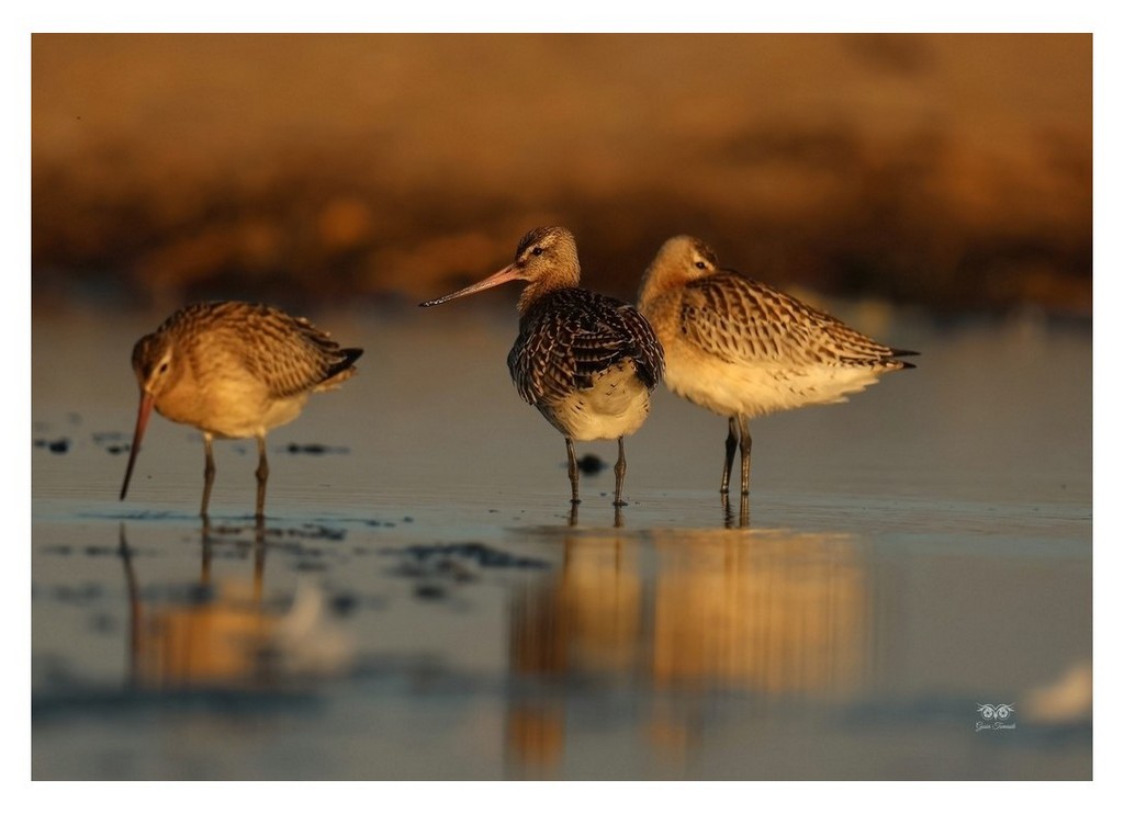 Szlamnik (zwyczajny), szlamnik rdzawy, szlamik (Limosa lapponica)