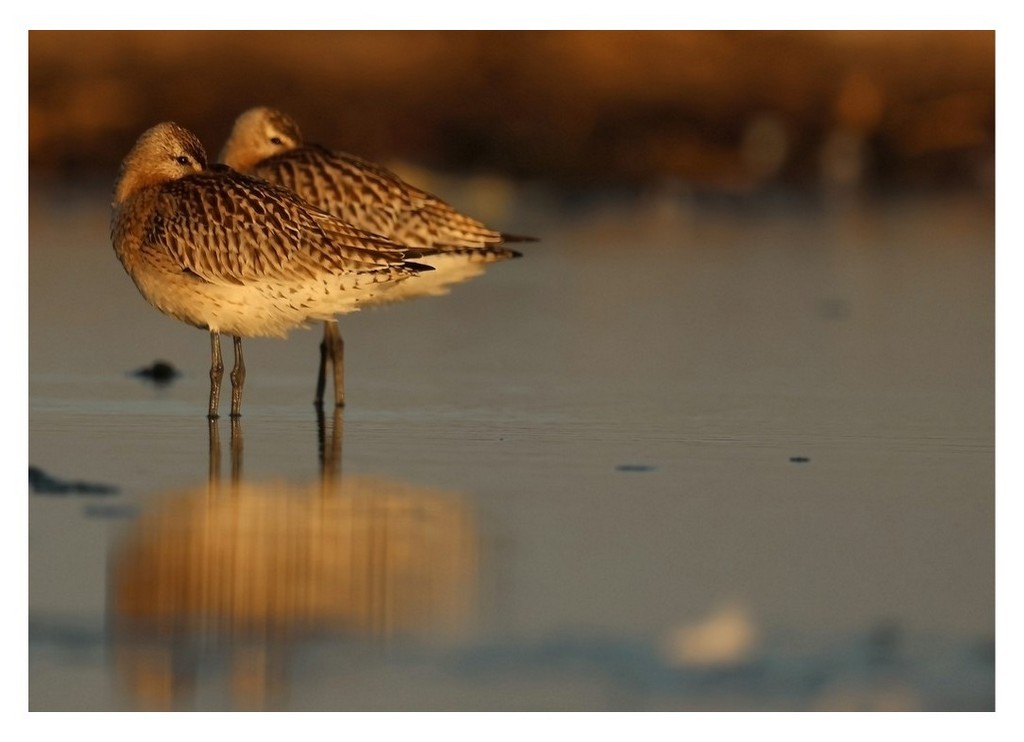 Szlamnik (zwyczajny), szlamnik rdzawy, szlamik (Limosa lapponica)