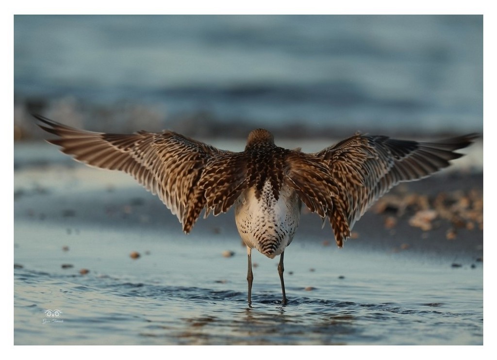 Szlamnik (zwyczajny), szlamnik rdzawy, szlamik (Limosa lapponica)