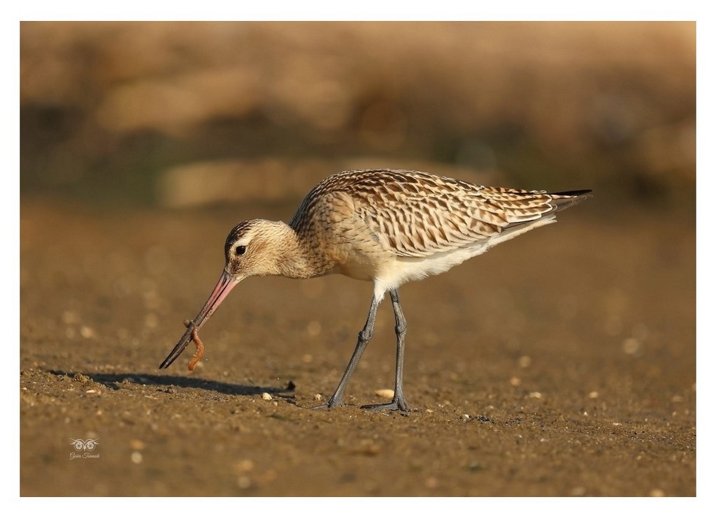 Szlamnik (zwyczajny), szlamnik rdzawy, szlamik (Limosa lapponica)