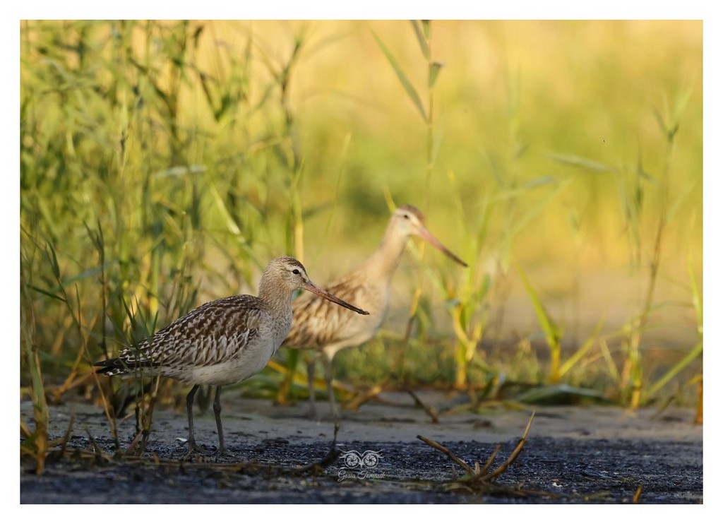 Szlamnik (zwyczajny), szlamnik rdzawy, szlamik (Limosa lapponica)