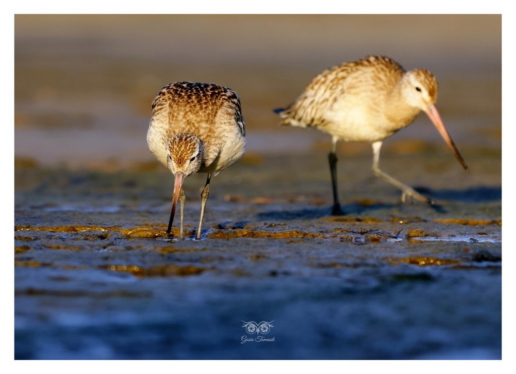 Szlamnik (zwyczajny), szlamnik rdzawy, szlamik (Limosa lapponica)