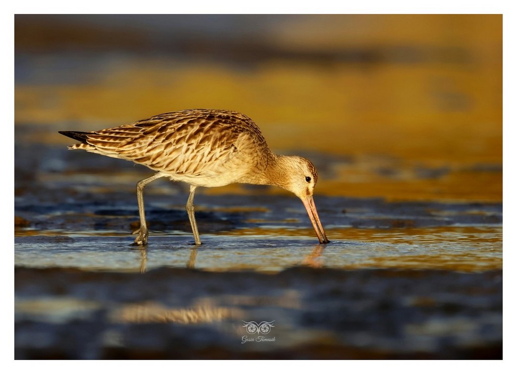 Szlamnik (zwyczajny), szlamnik rdzawy, szlamik (Limosa lapponica)