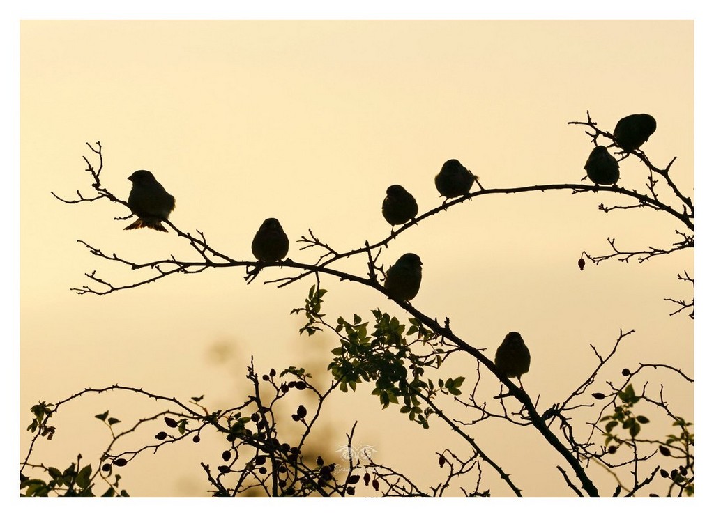 Wróbel zwyczajny, wróbel domowy (Passer domesticus)