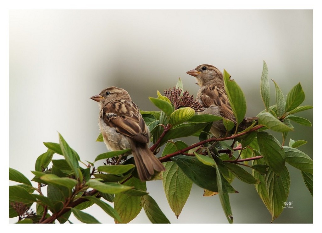 Wróbel zwyczajny, wróbel domowy (Passer domesticus)