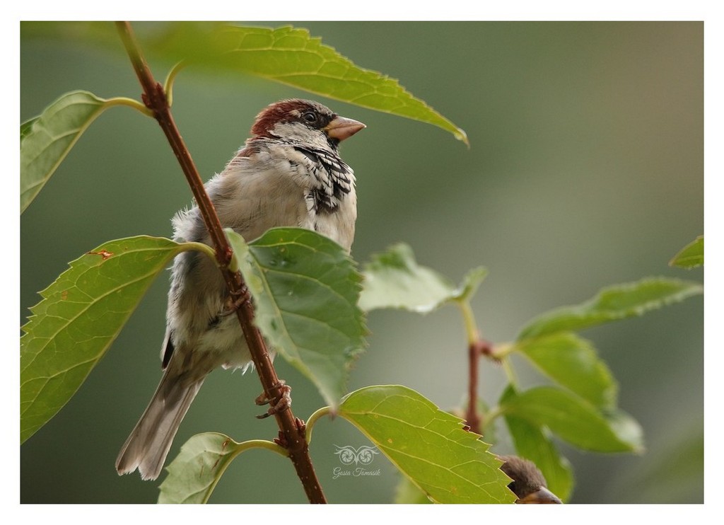 Wróbel zwyczajny, wróbel domowy (Passer domesticus)