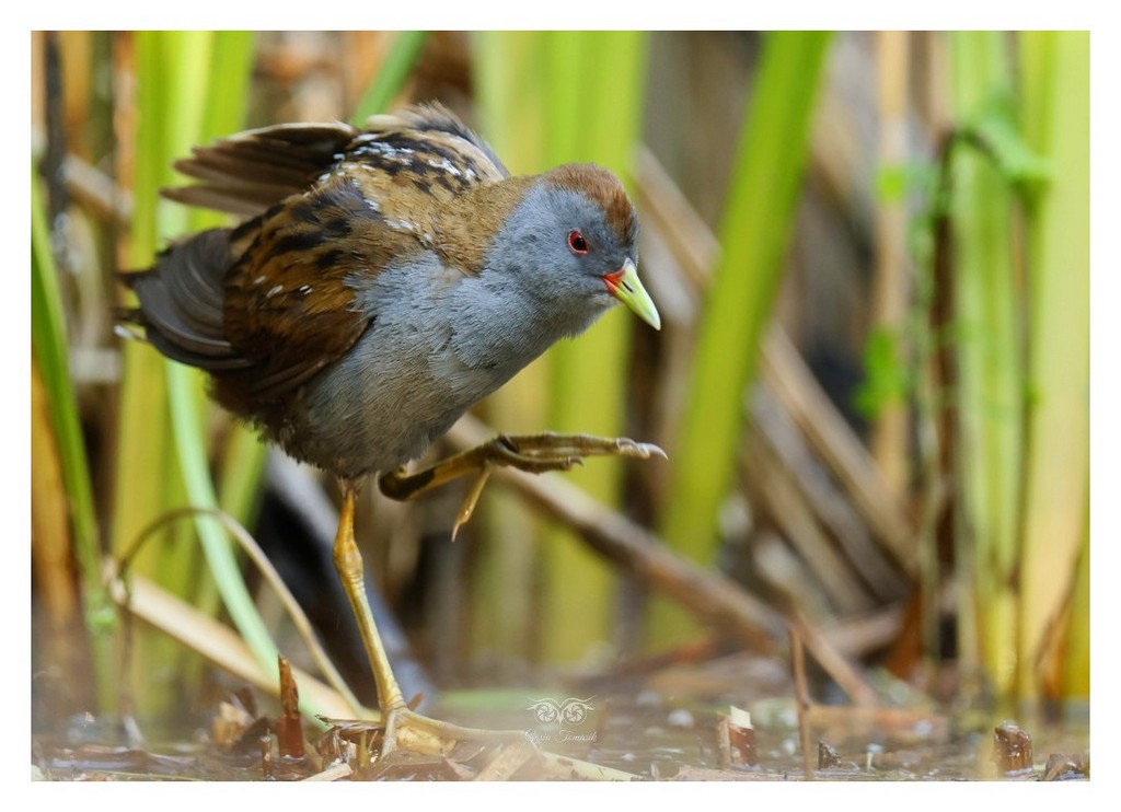 Zielonka, kureczka zielonka (Zapornia parva)
