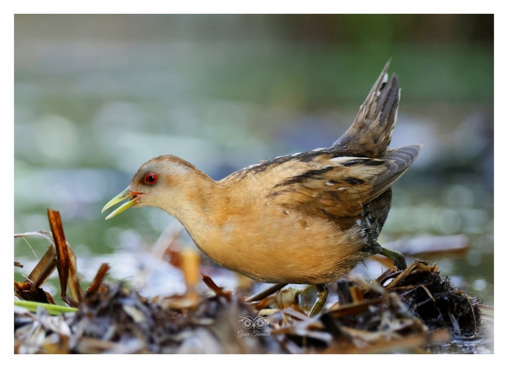 Zielonka , kureczka zielonka (Zapornia parva)