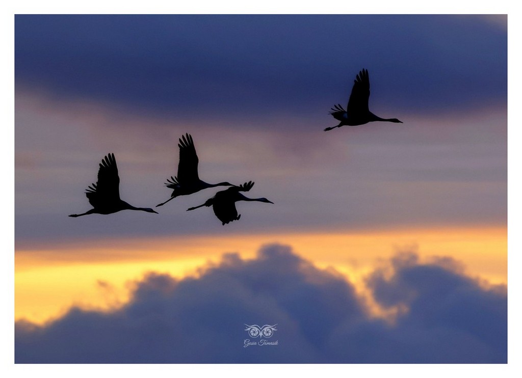 Żuraw (zwyczajny), żuraw, żuraw popielaty, żuraw szary (Grus grus)