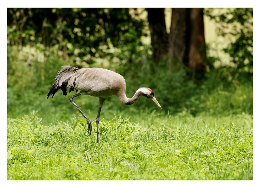 Żuraw (zwyczajny), żuraw, żuraw popielaty, żuraw szary (Grus grus)