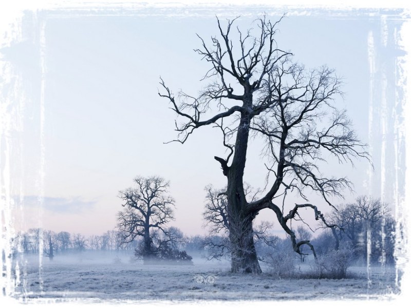 2025.11 – Tam gdzie możesz spotkać „drzewca” i „enty”