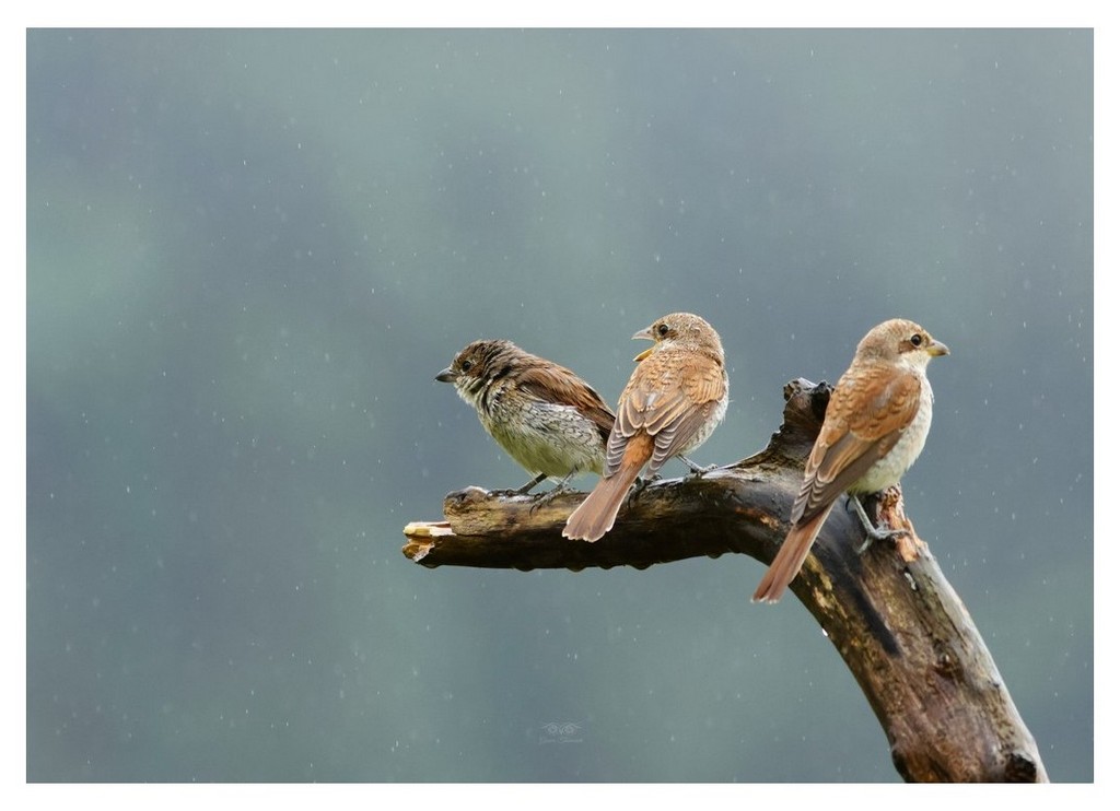 Gąsiorek, dzierzba gąsiorek (Lanius collurio) 
