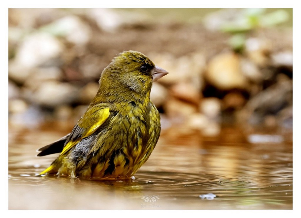 Dzwoniec (zwyczajny) (Chloris chloris) 2025.11 Hiszpania