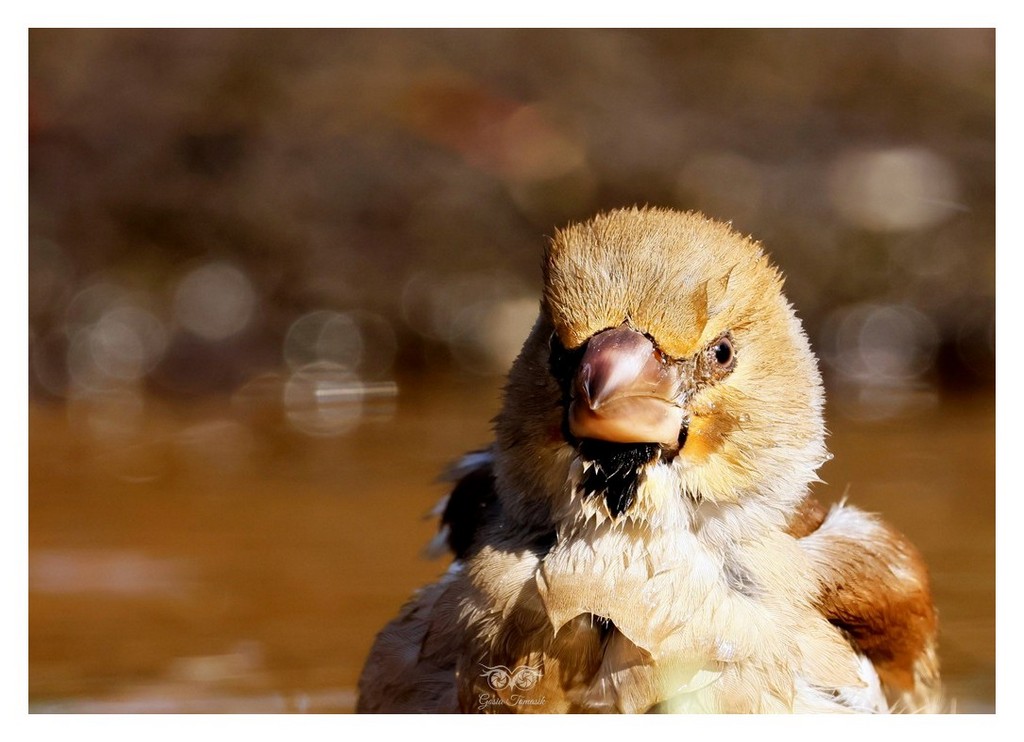 Grubodziób (zwyczajny), pestkojad, grabołusk (Coccothraustes coccothraustes) 
2025.11 Hiszpania