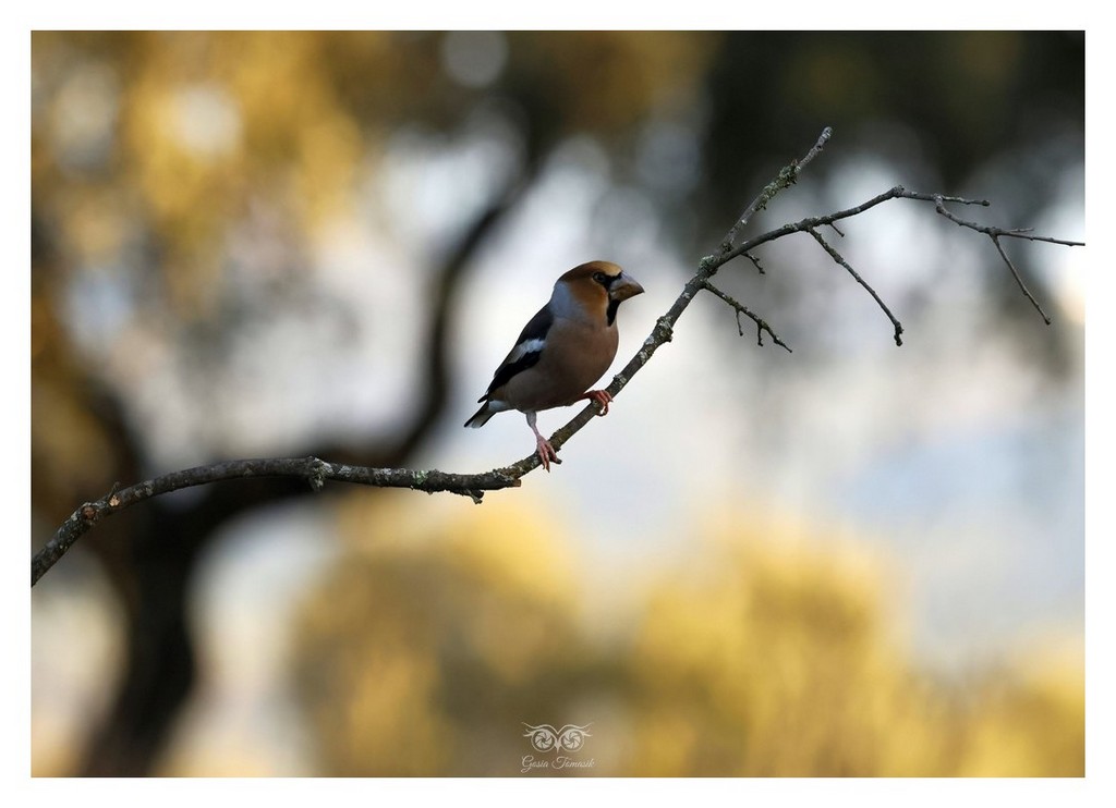 Grubodziób (zwyczajny), pestkojad, grabołusk (Coccothraustes coccothraustes) 
2025.11 Hiszpania