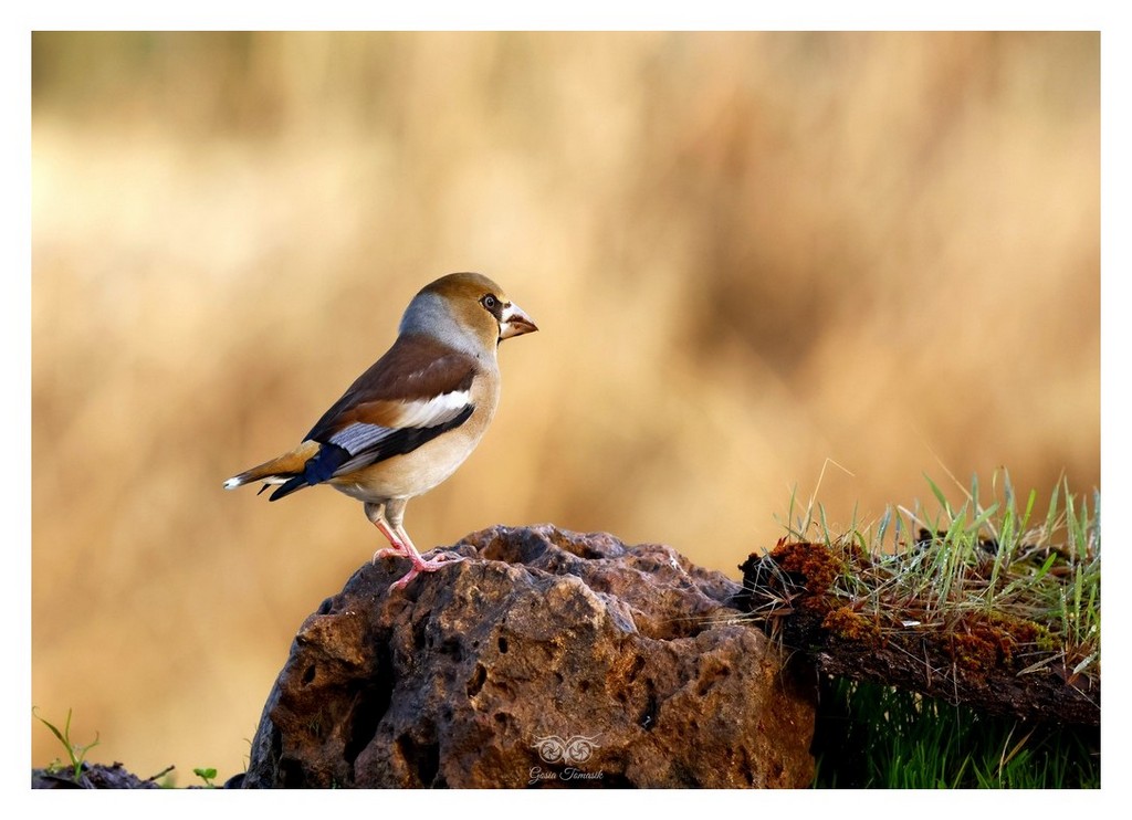 Grubodziób (zwyczajny), pestkojad, grabołusk (Coccothraustes coccothraustes) 
2025.11 Hiszpania