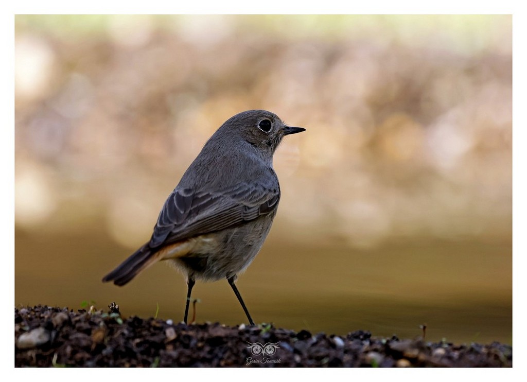 Kopciuszek (zwyczajny) (Phoenicurus ochruros)
2025.11 Hiszpania