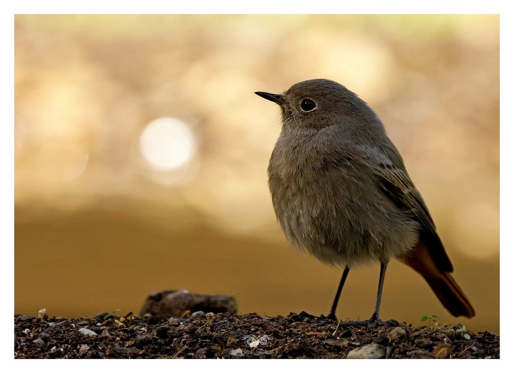 Kopciuszek (zwyczajny) (Phoenicurus ochruros)
2025.11 Hiszpania