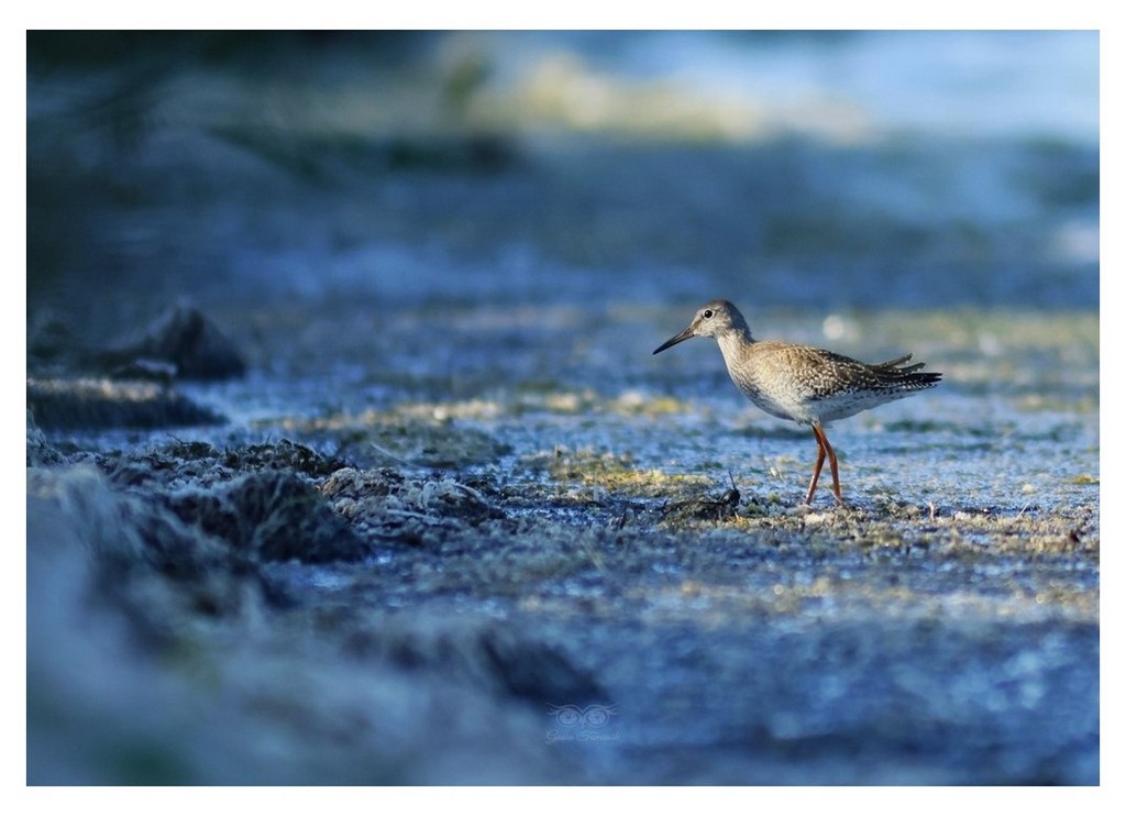 Krwawodziób, brodziec krwawodzioby (Tringa totanus)