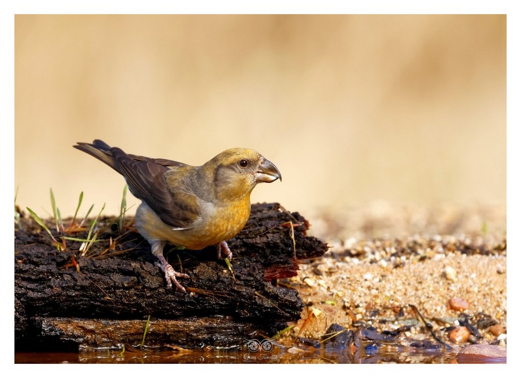 Krzyżodziób świerkowy (Loxia curvirostra)
2025.11 Hiszpania