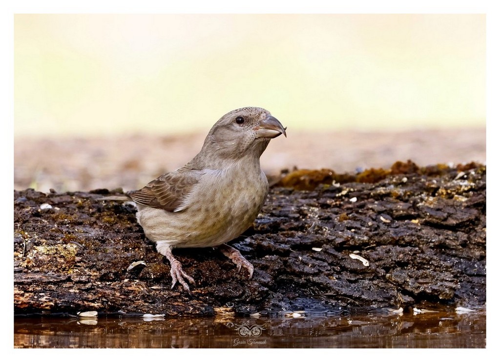 Krzyżodziób świerkowy (Loxia curvirostra)
2025.11 Hiszpania