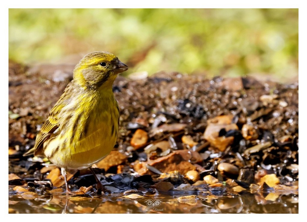 Kulczyk zwyczajny (Serinus serinus)
2025.11 Hiszpania