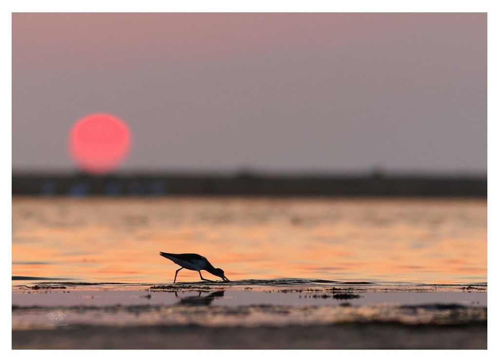 Kwokacz, brodziec kwokacz (Tringa nebularia) 