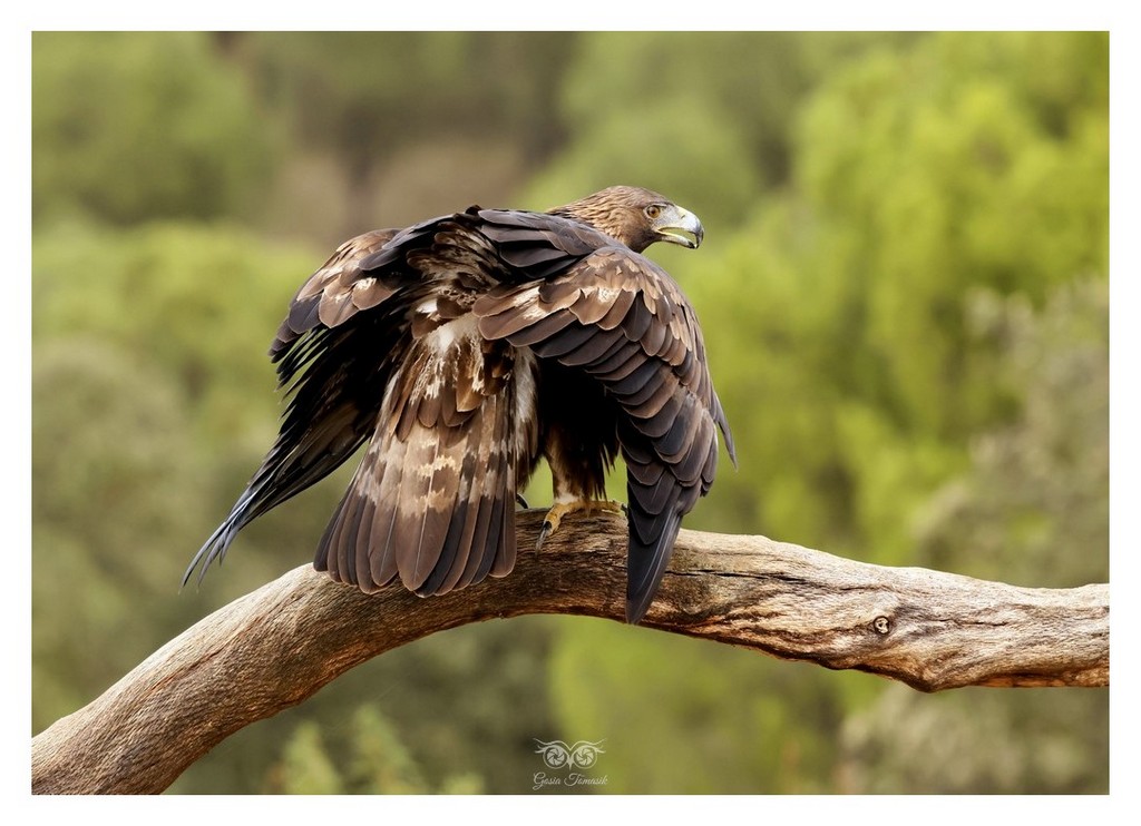 Orzeł przedni, (Aquila chrysaetos)
2025.11 Hiszpania