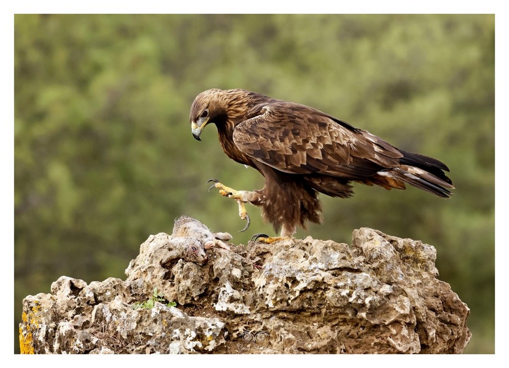 Orzeł przedni, (Aquila chrysaetos)
2025.11 Hiszpania
